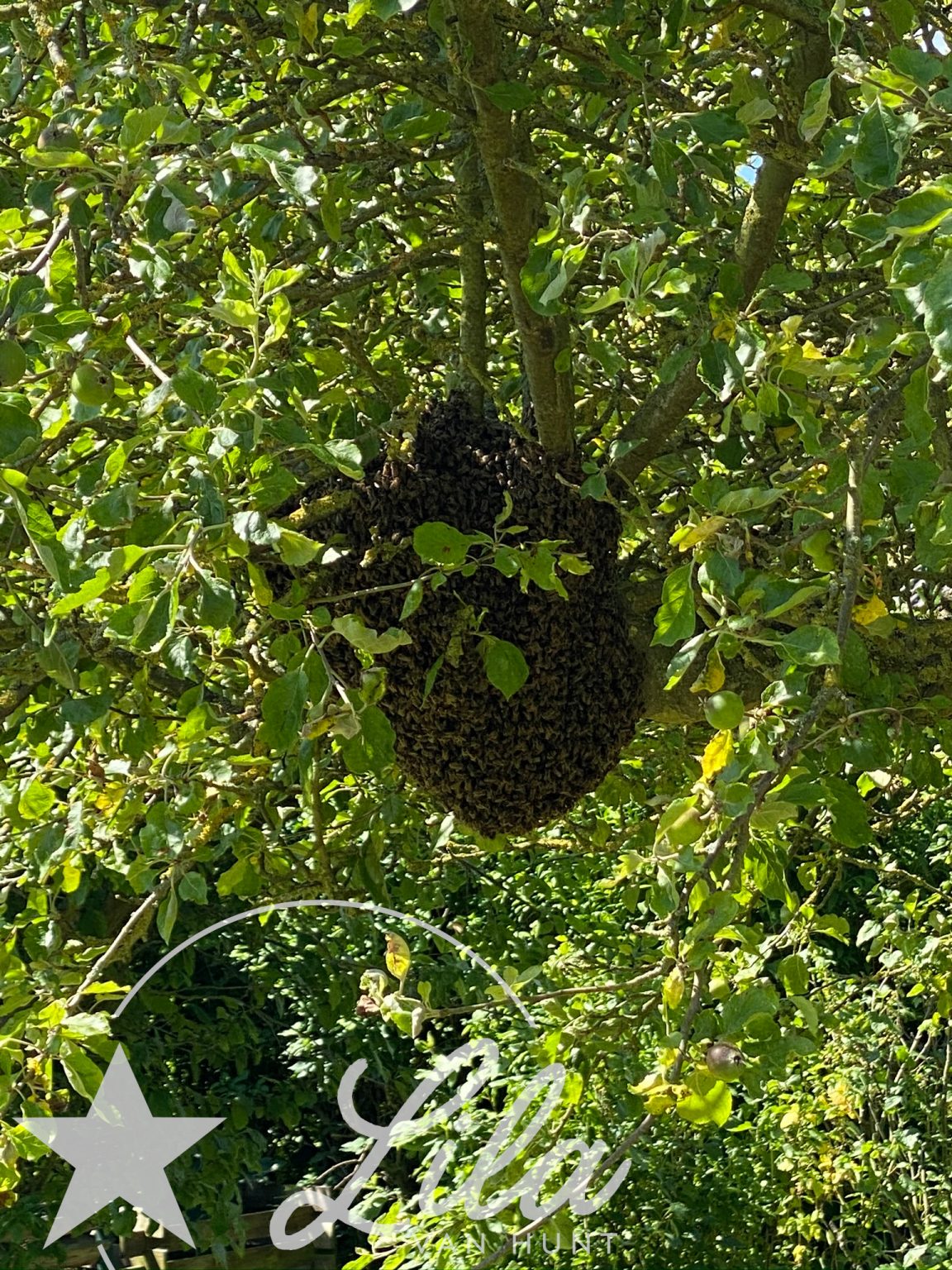 Bienenvolk im Garten auf Lila-van-Hunt.de - meinem Bücher- und